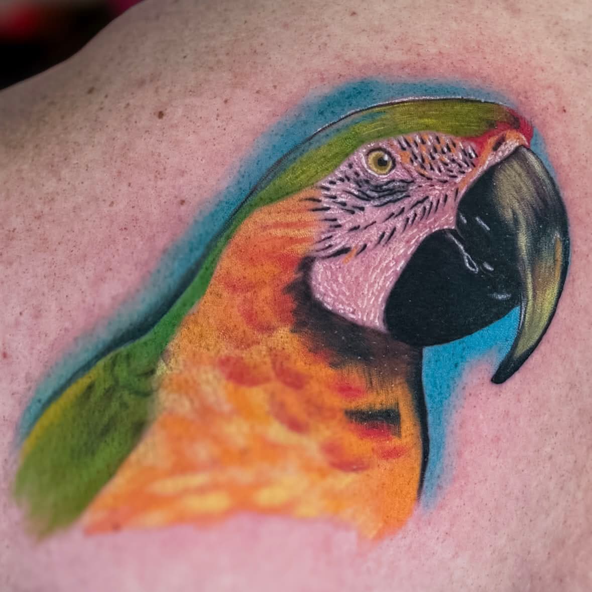 Blue and gold macaw — hyper-realistic Color Realism tattoo on back, Honolulu