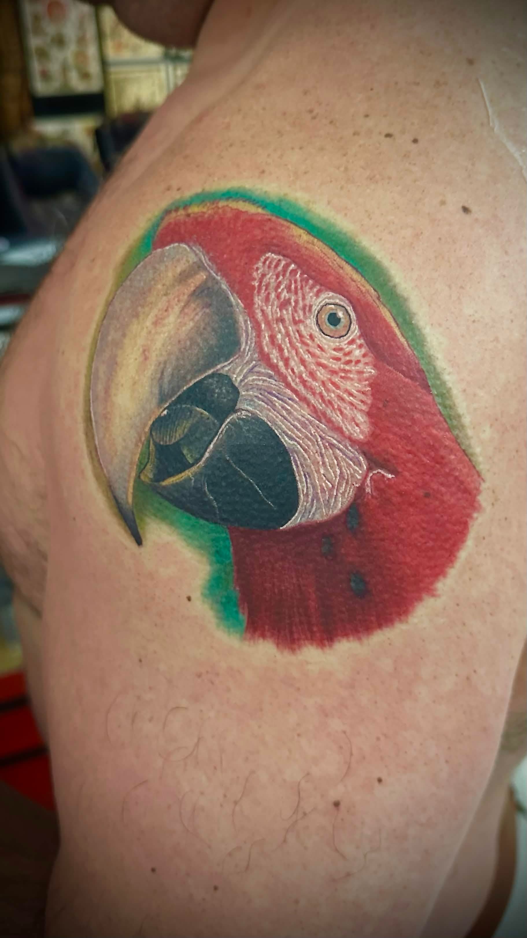 Scarlet macaw portrait — Full Color Realism tattoo on shoulder by Spade, Waikīkī