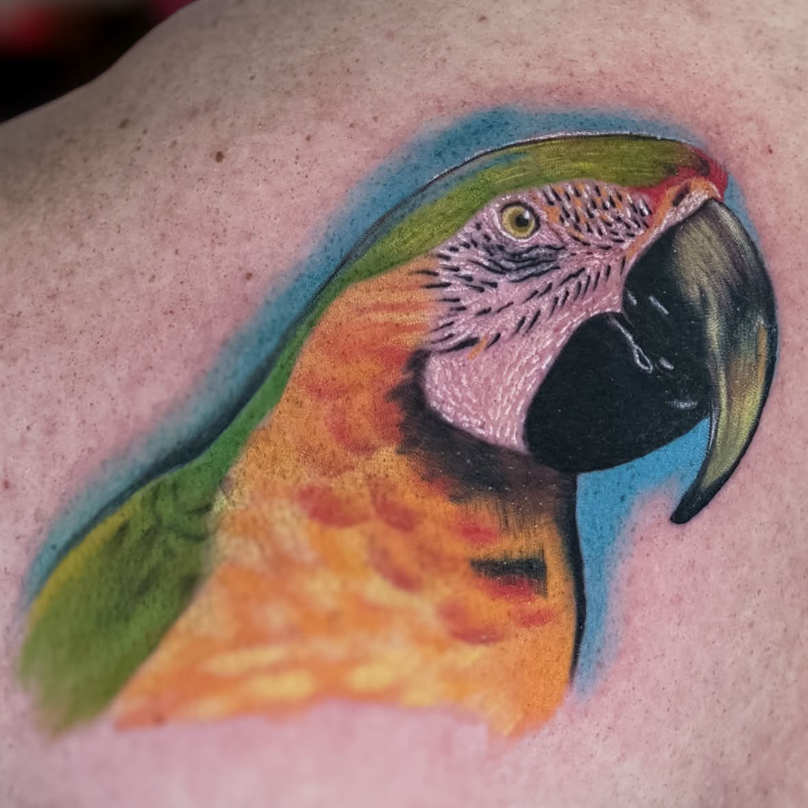 Blue and gold macaw portrait — fine art realism by Spade, Waikiki