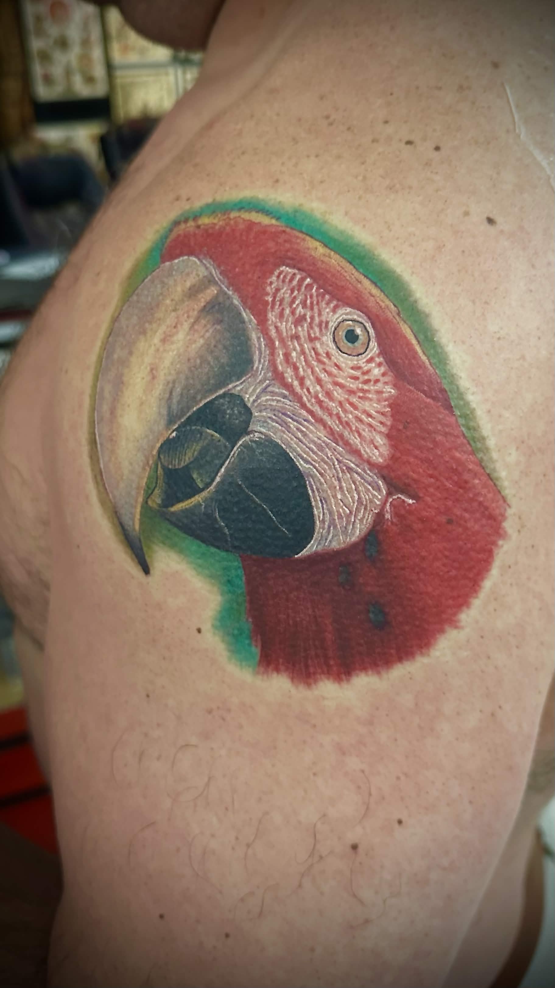 Scarlet macaw color realism shoulder tattoo by Spade — placement showcase